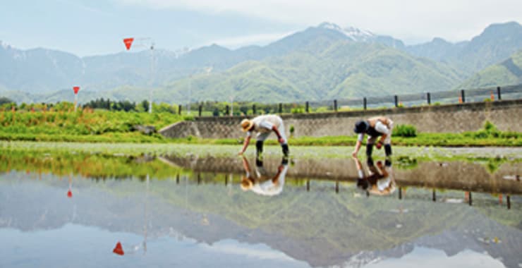 Established an agriculture limited company, Onakaya, to start cultivating Shichiken’s high-quality sake rice in cooperation with local farmers.
