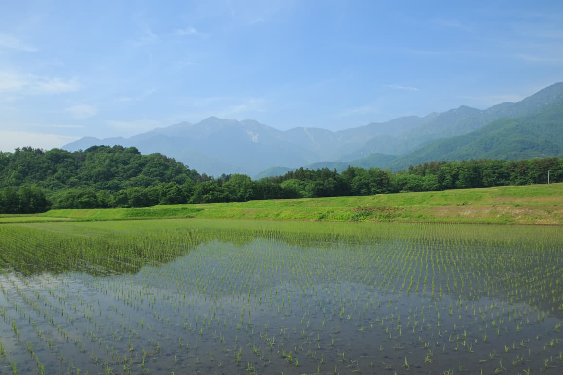 Water and rice