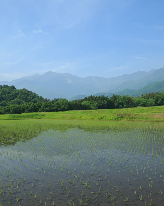 Shichiken sake rice fields